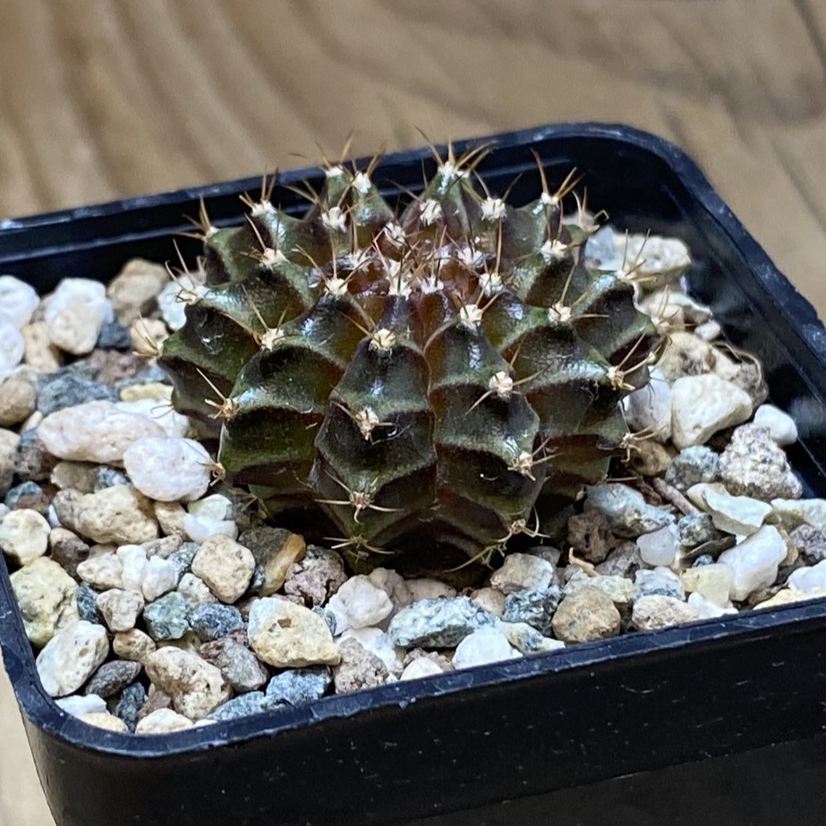 SH27048 Gymnocalycium mihanovichii ‘Neon’ hybrid - Image 2