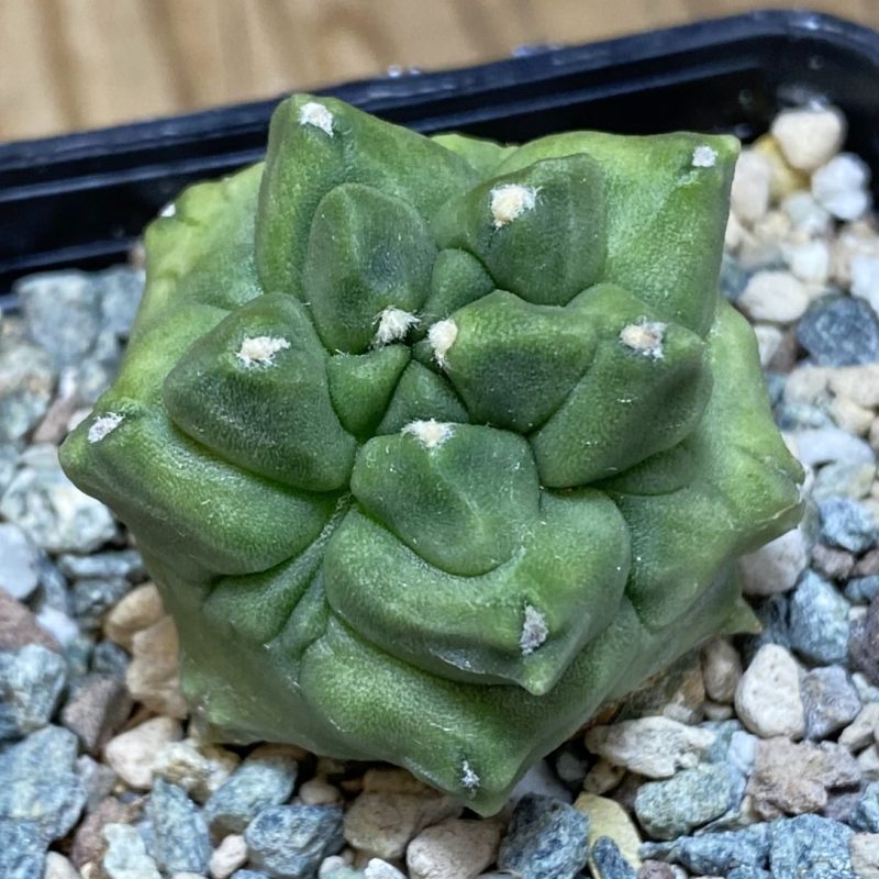 SH27049 Gymnocalycium mihanovichii ‘Transformer’