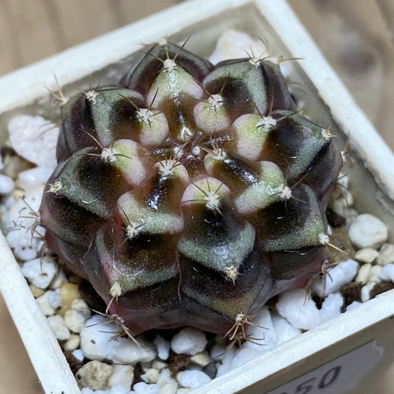 SH27050 Gymnocalycium mihanovichii f. variegata hybrid, seedling