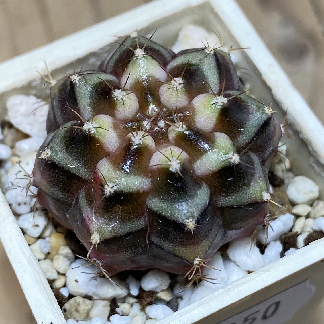 SH27050 Gymnocalycium mihanovichii f. variegata hybrid, seedling