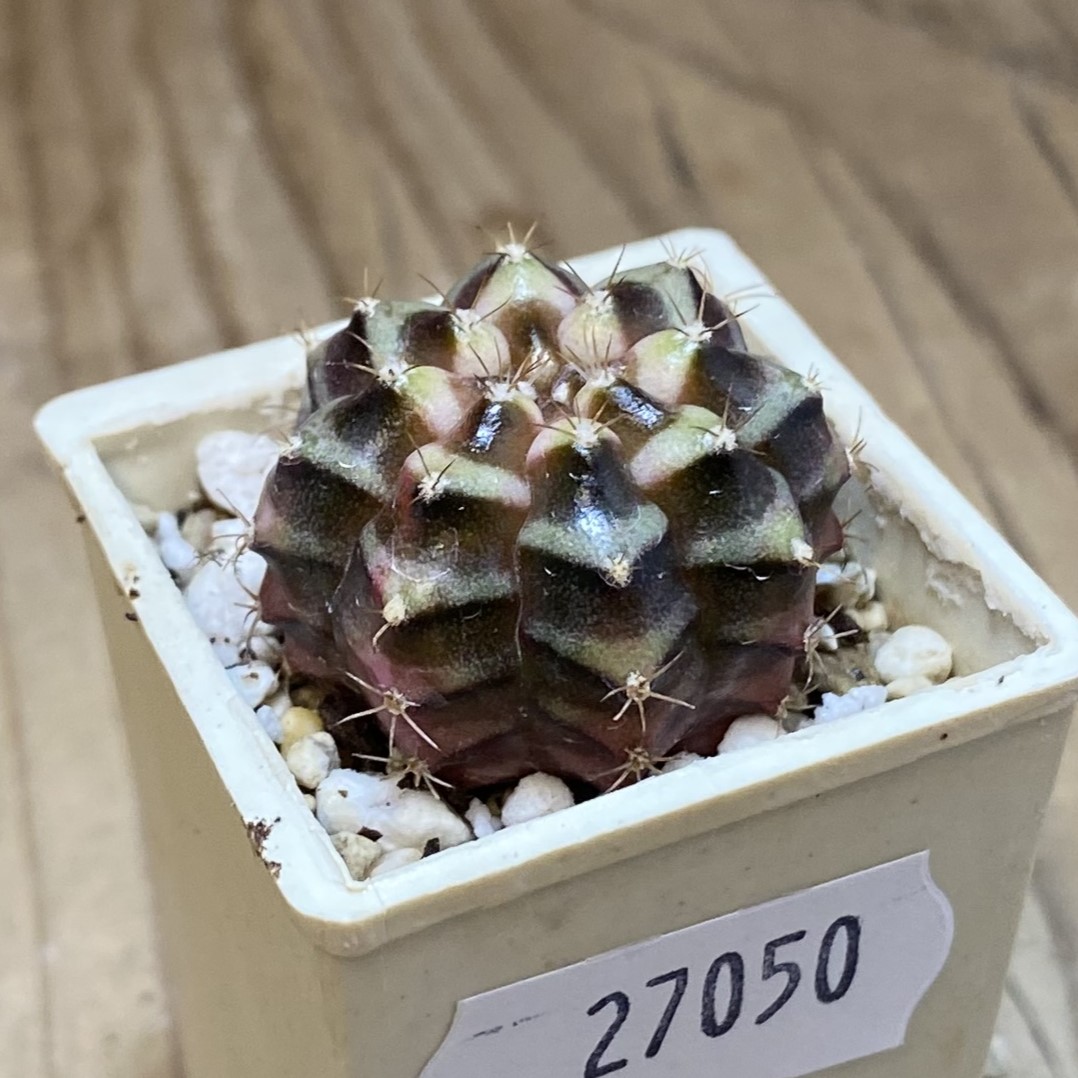 SH27050 Gymnocalycium mihanovichii f. variegata hybrid, seedling - Image 2
