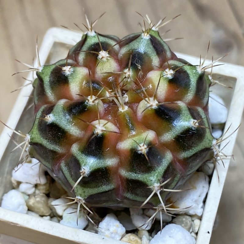SH27051 Gymnocalycium mihanovichii f. variegata hybrid, seedling