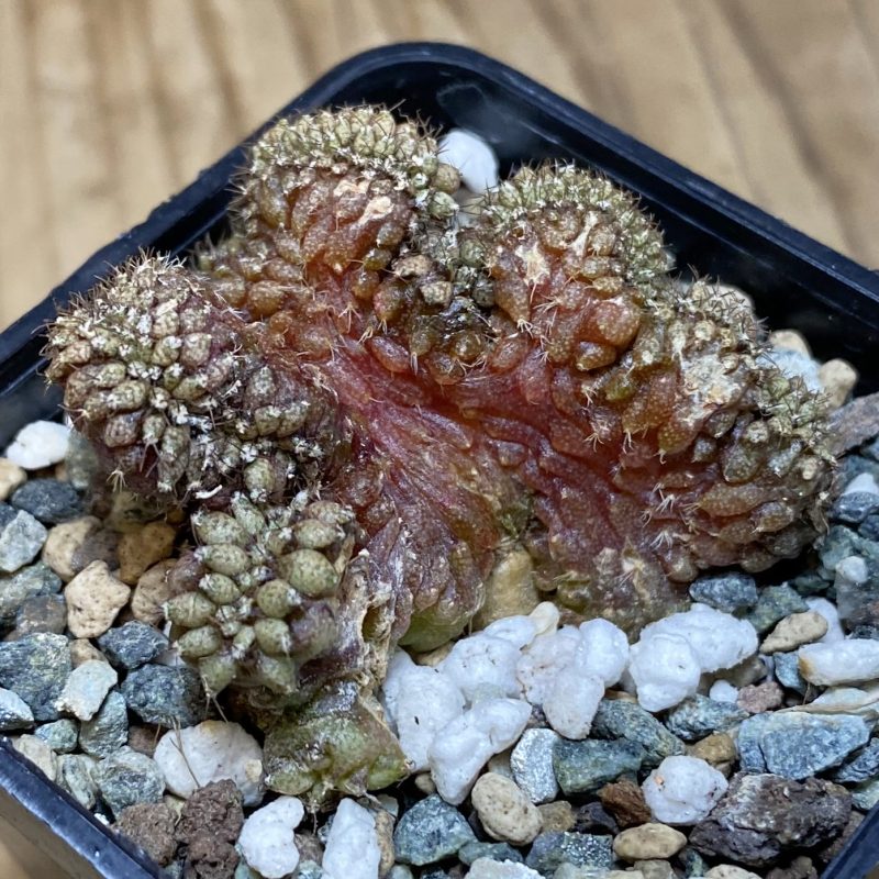 SH27052 Gymnocalycium mihanovichii f. cristata, seedling