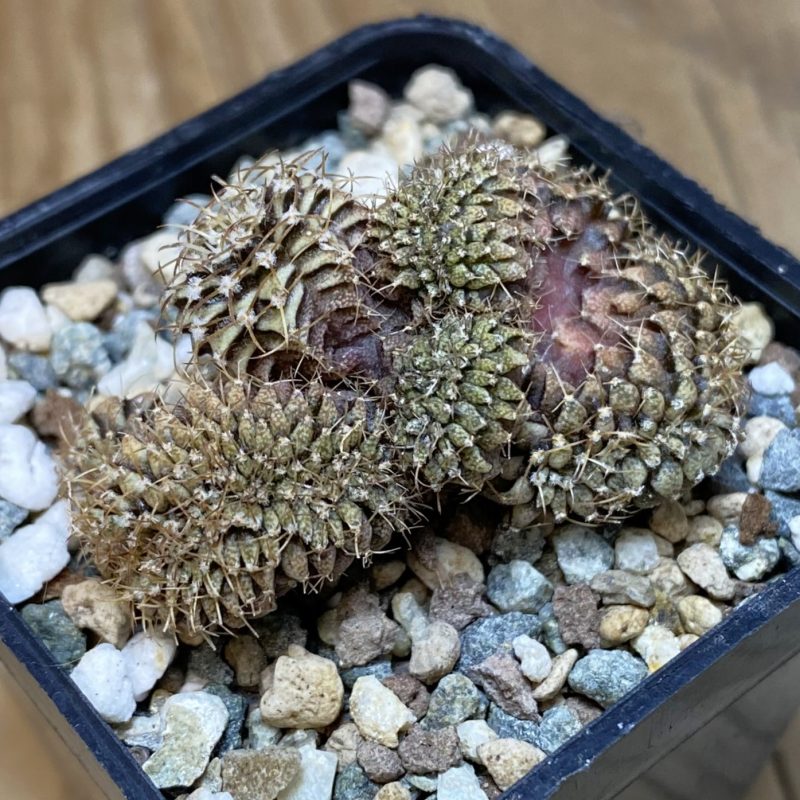 SH27053 Gymnocalycium mihanovichii f. cristata, seedling