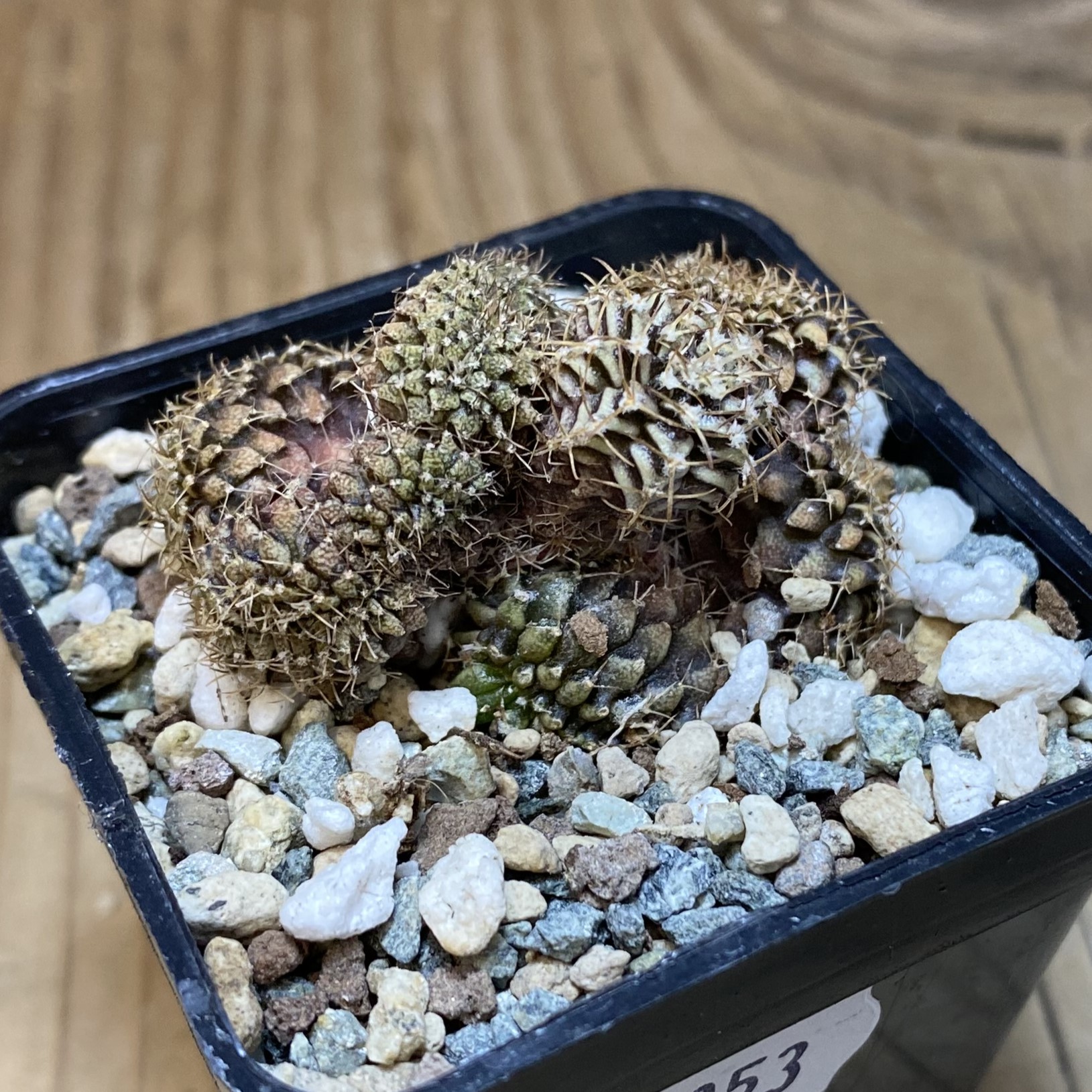 SH27053 Gymnocalycium mihanovichii f. cristata, seedling - Image 2