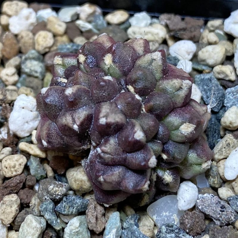 SH27054 Gymnocalycium mihanovichii ‘Day Dream’ f. cristata, seedling