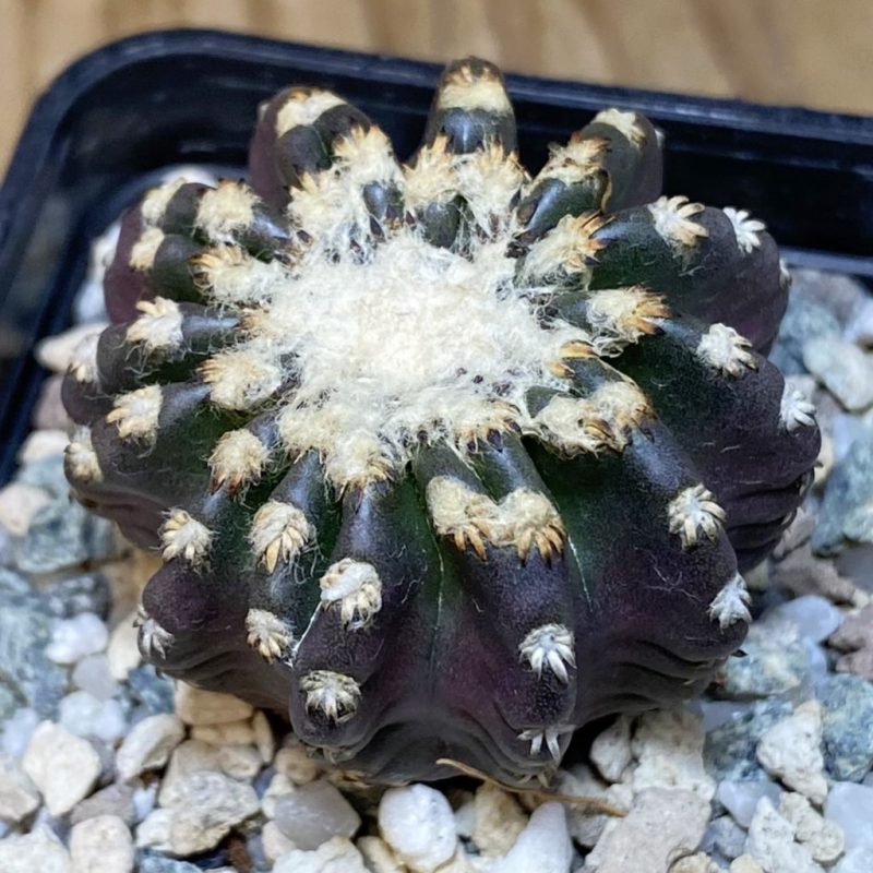 SH27055 Discocactus horstii