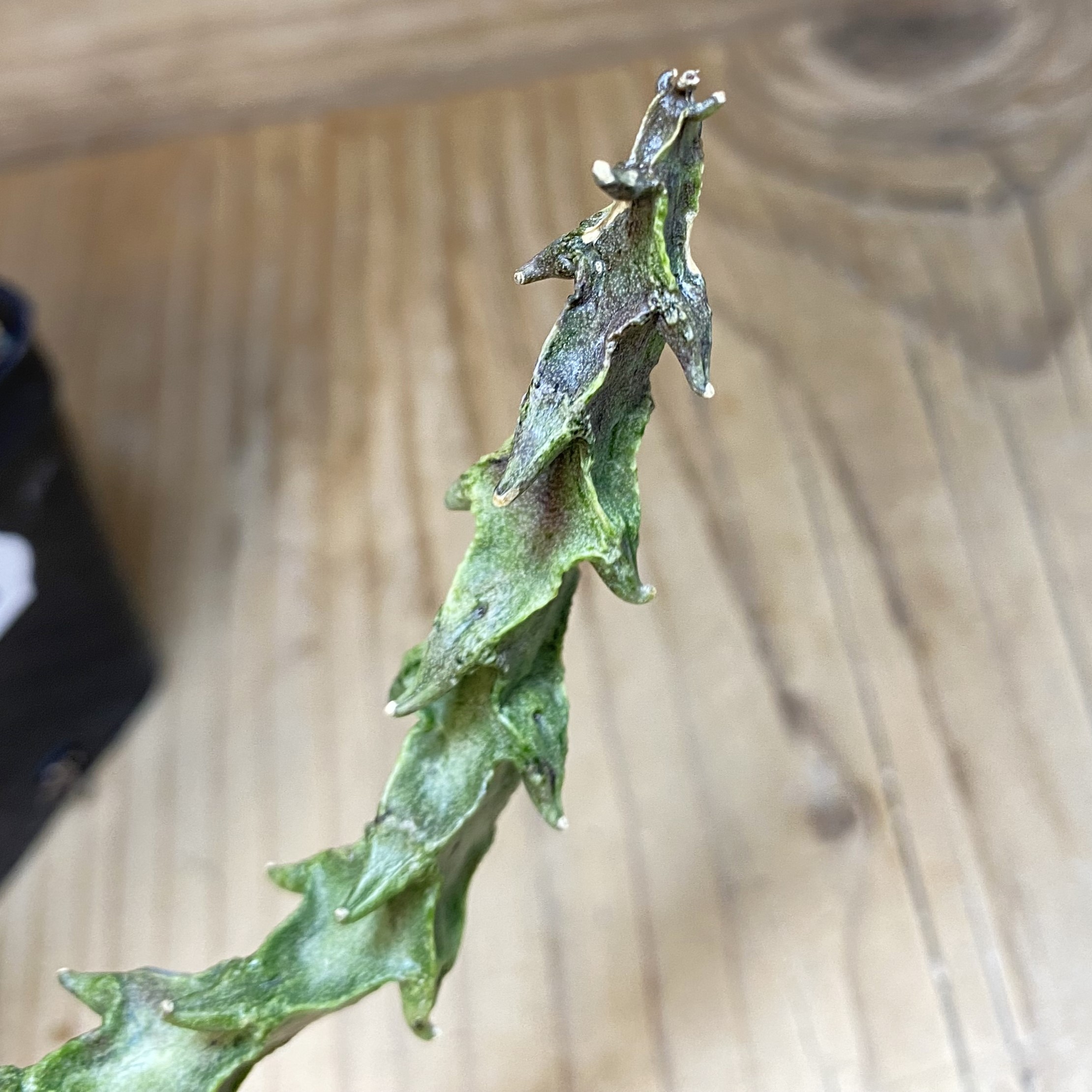 SH27056 Ceropegia simoneae ‘Green Form’