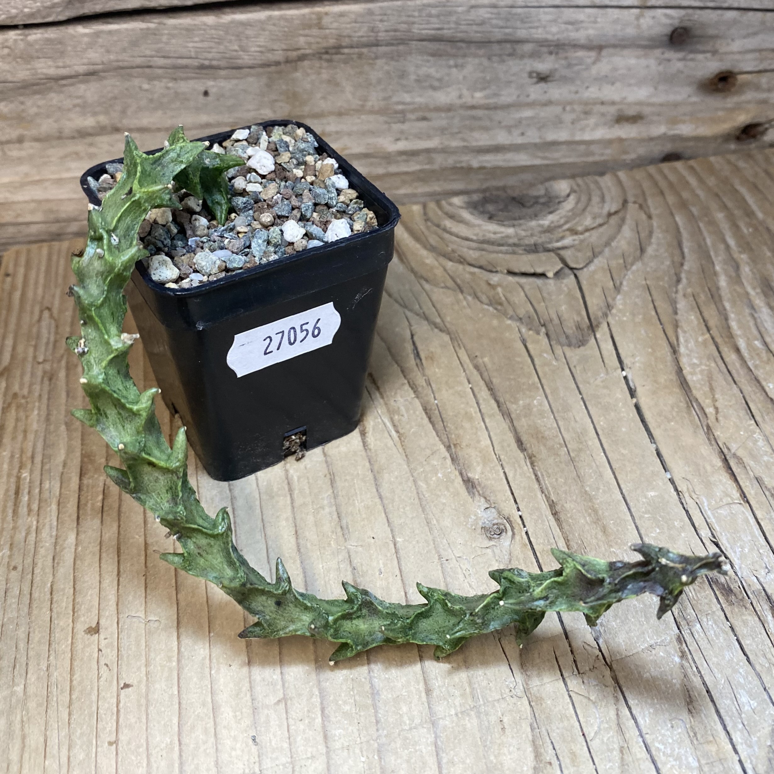 SH27056 Ceropegia simoneae ‘Green Form’ – Bild 2