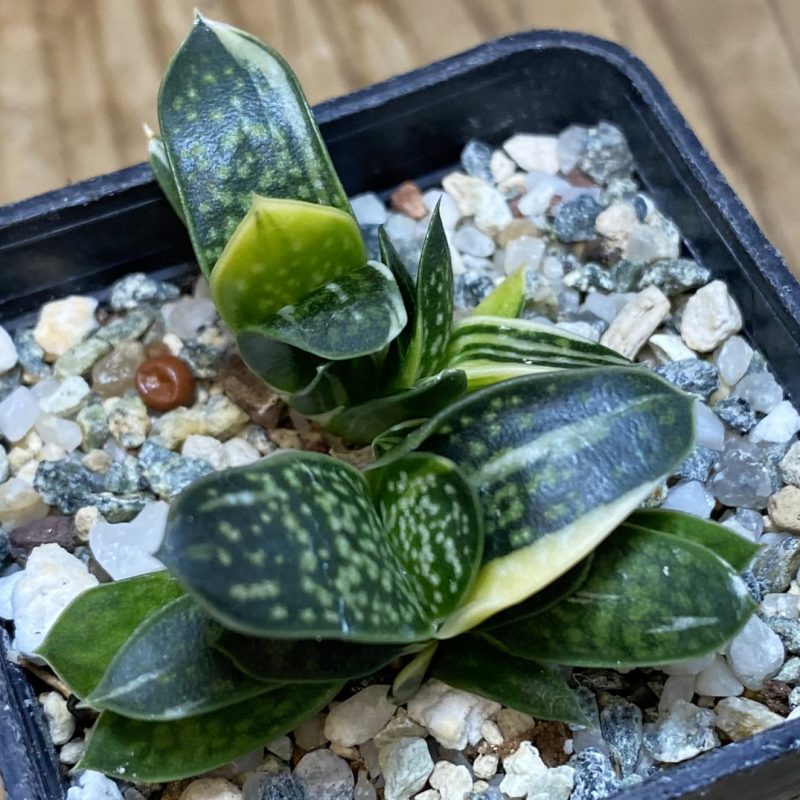 SH27057 Gasteria f. variegata