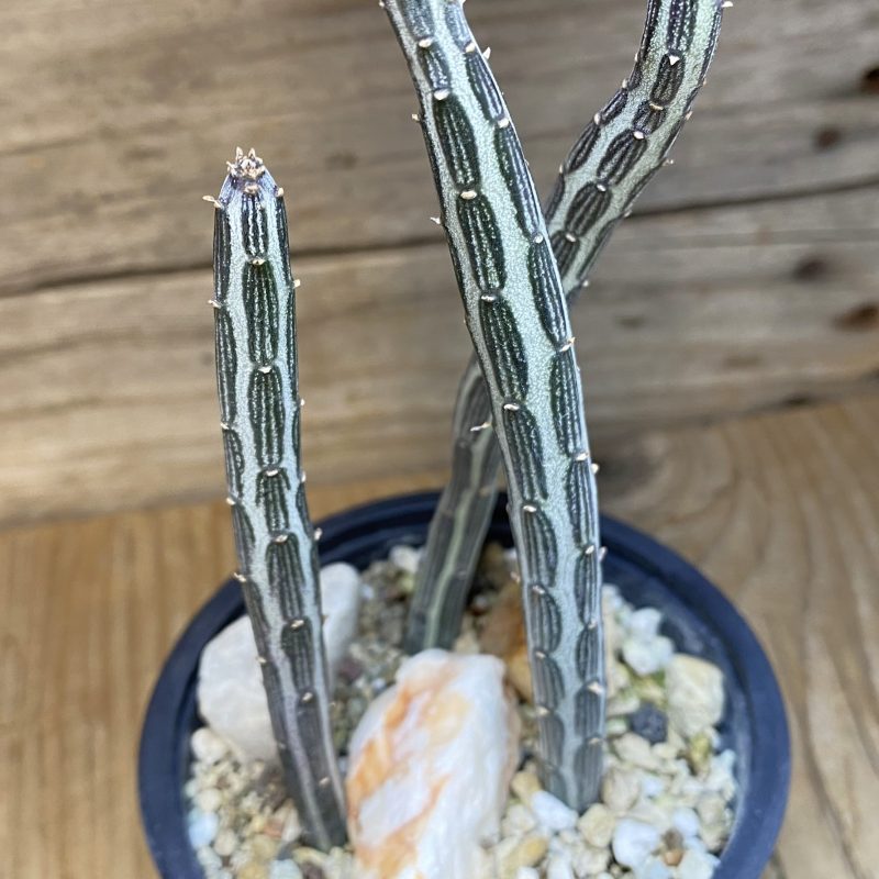 SH27058 Senecio stapeliiformis