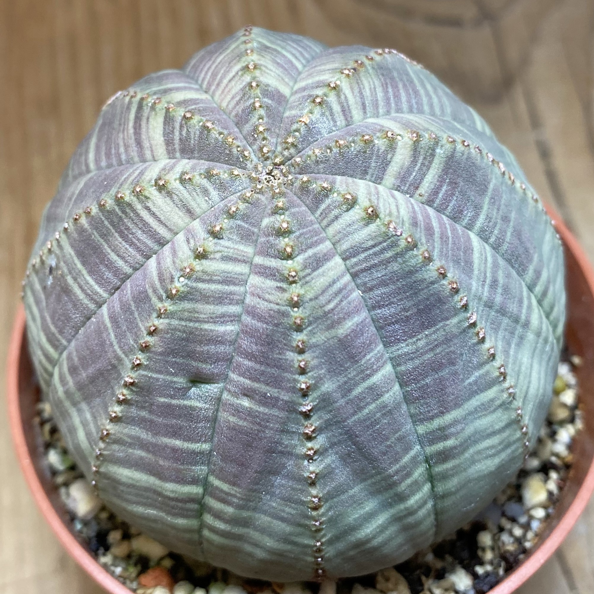 SH27059 Euphorbia obesa