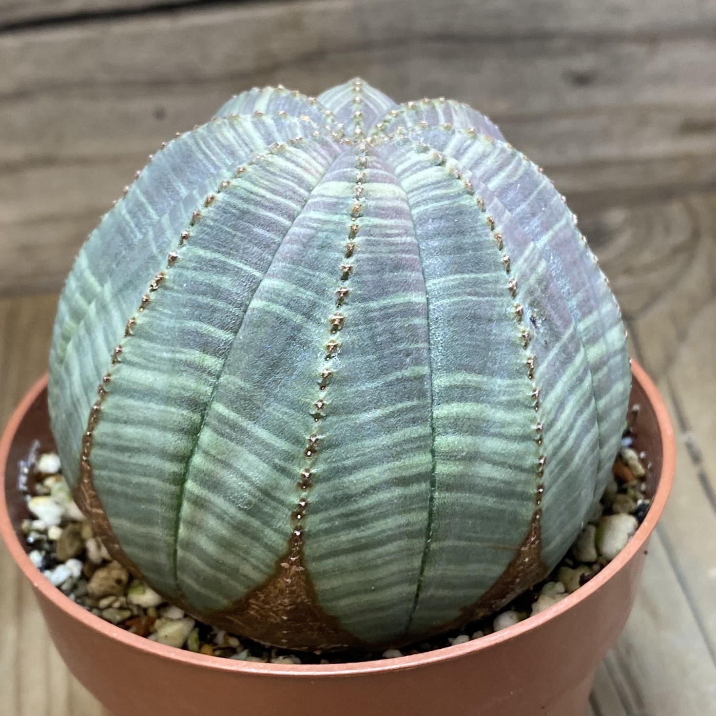 SH27059 Euphorbia obesa - Image 2