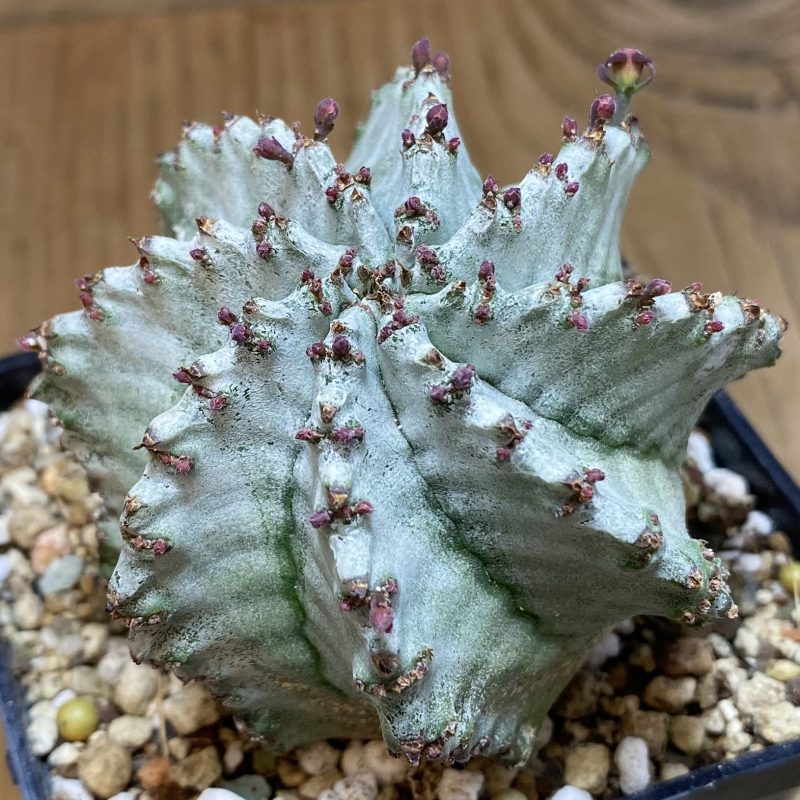 SH27060 Euphorbia horrida hybrid
