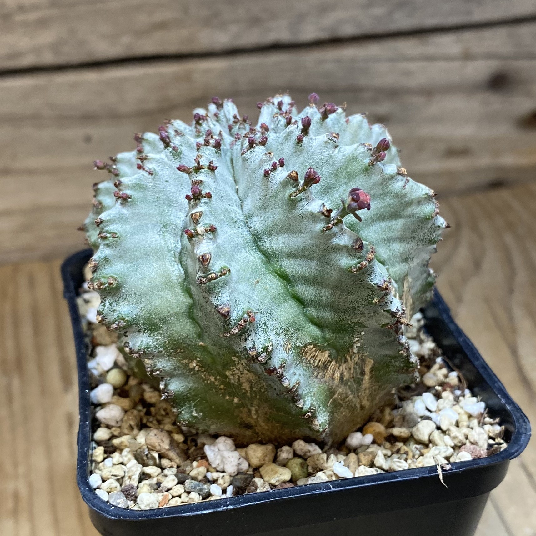 SH27060 Euphorbia horrida hybrid - immagine 2