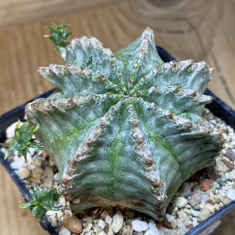 SH27061 Euphorbia horrida hybrid