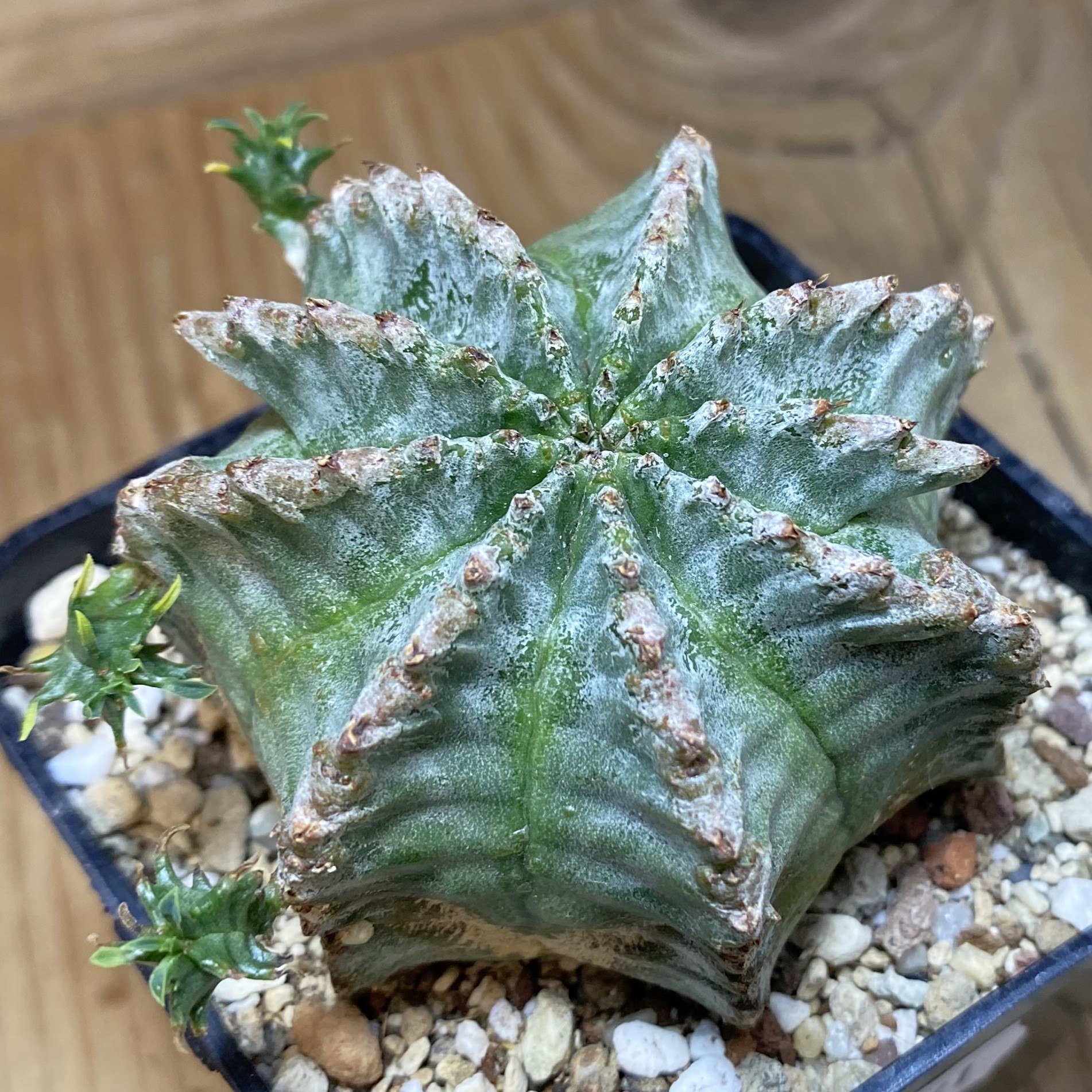 SH27061 Euphorbia horrida hybrid