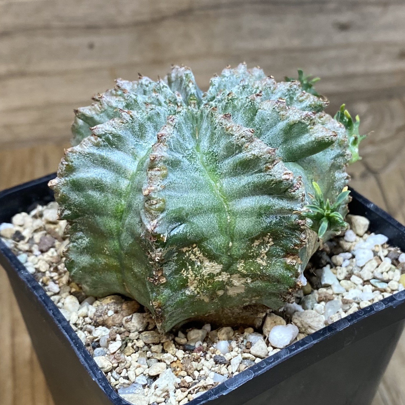 SH27061 Euphorbia horrida hybrid - immagine 2