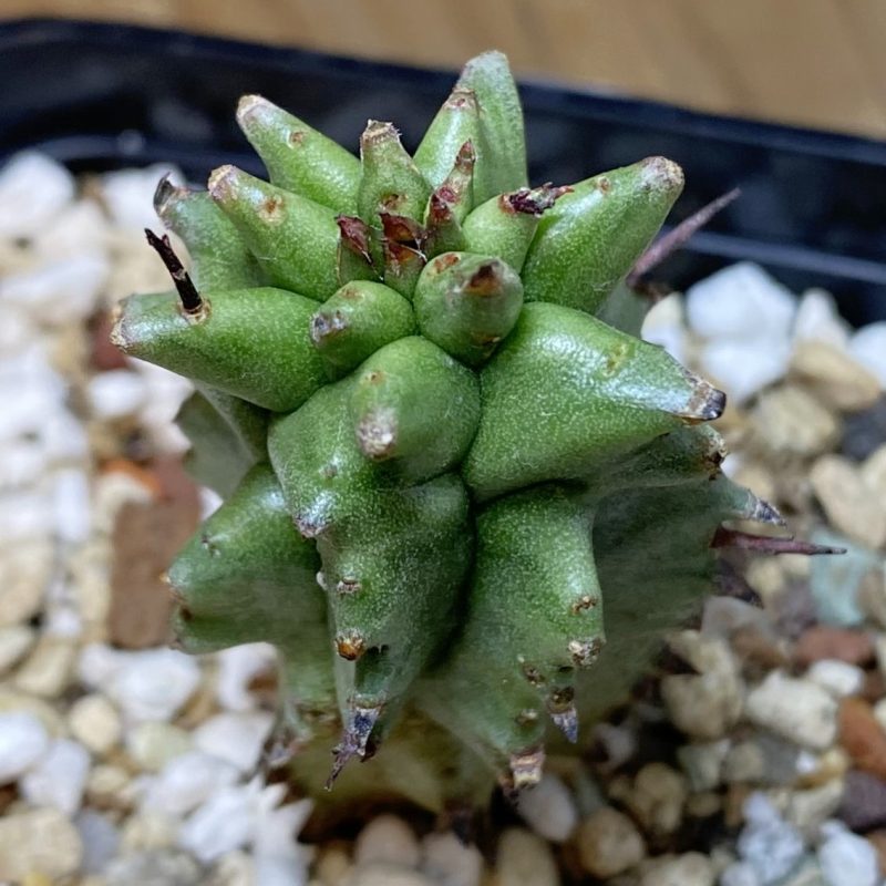 SH27063 Euphorbia horrida f. monstruosa