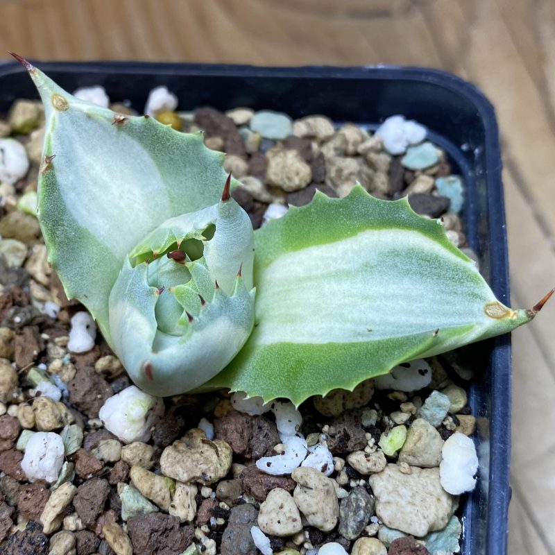 SH27066 Agave isthmensis f. variegata