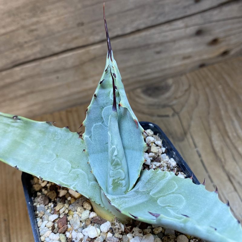 SH27067 Agave parryi x flexispina