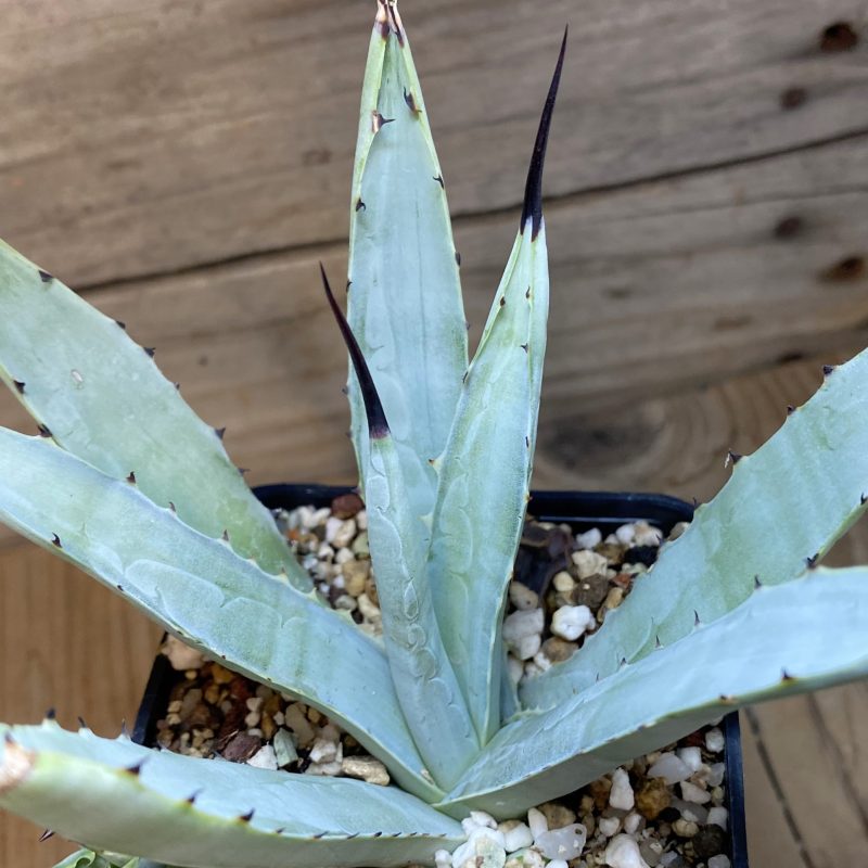 SH27068 Agave macroacantha 'Little Penguins'