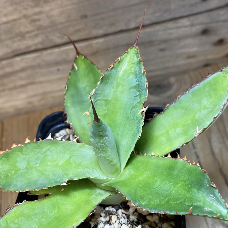 SH27069 Agave bovicornuta