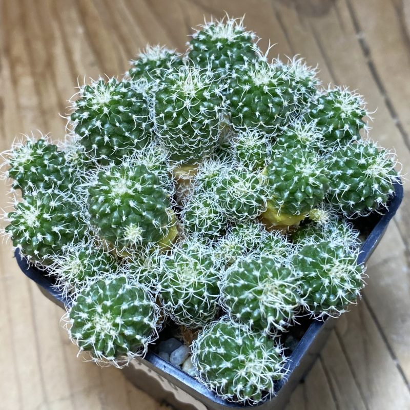 SH9710 Turbinicarpus horripilus f. monstrosa