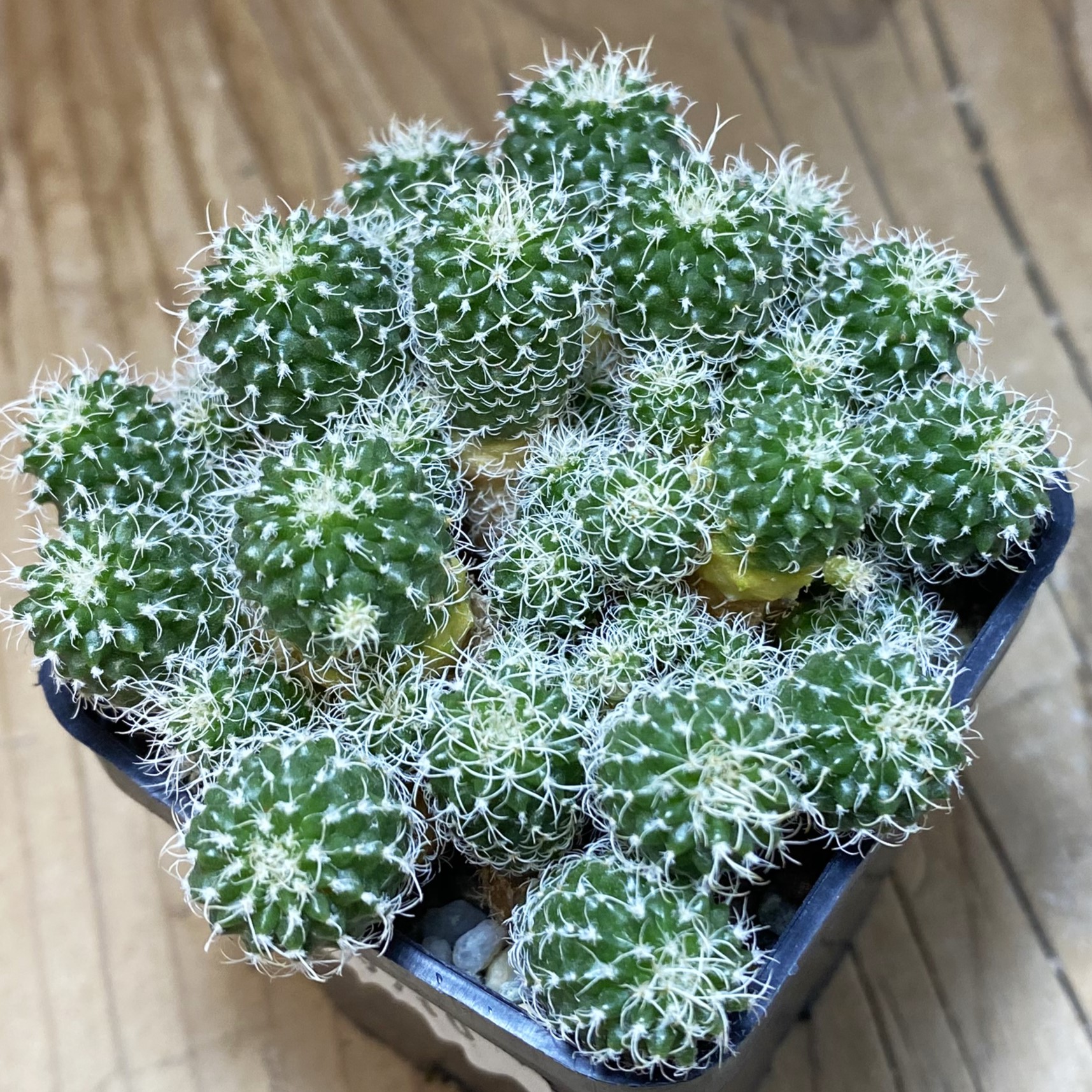 SH9710 Turbinicarpus horripilus f. monstrosa