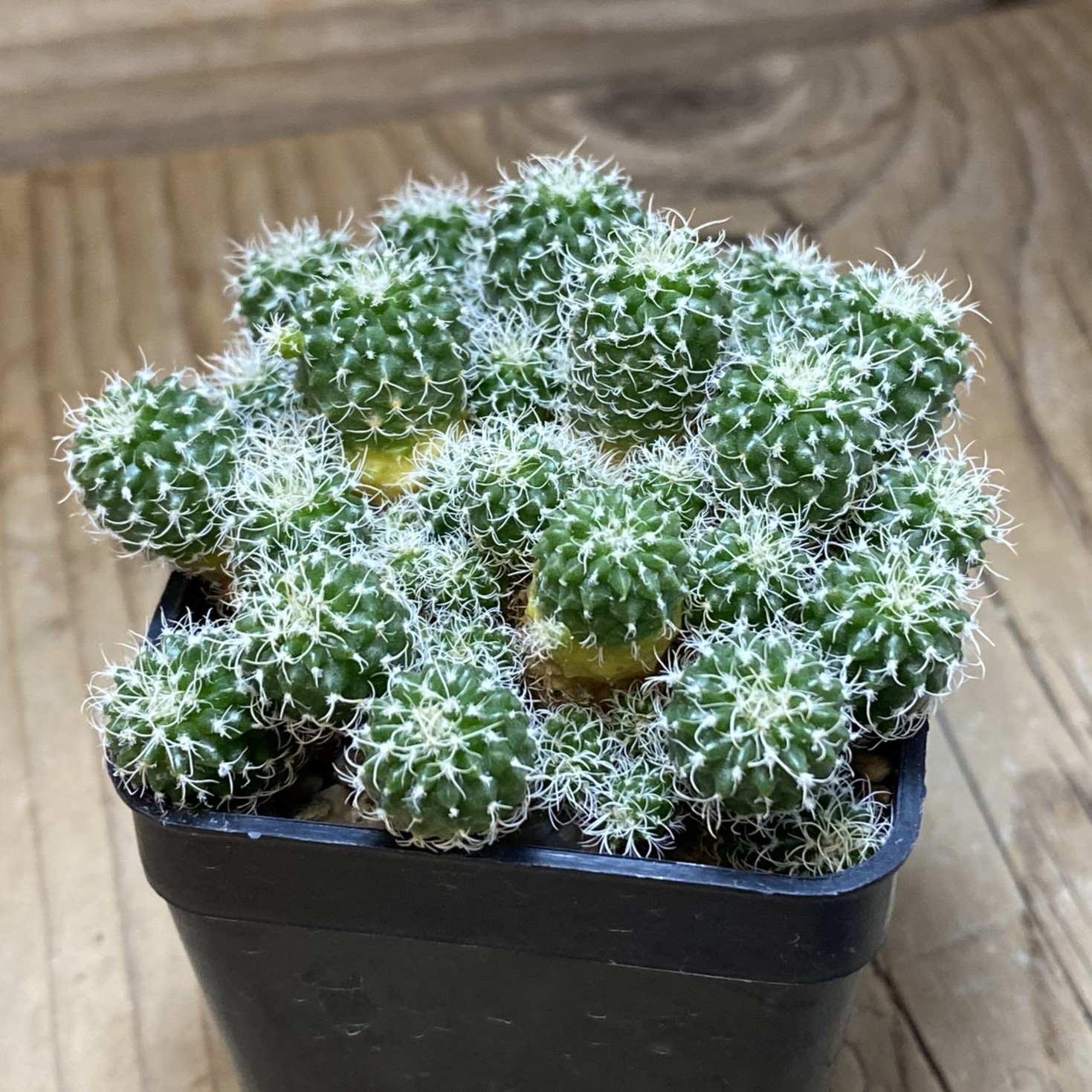 SH9710 Turbinicarpus horripilus f. monstrosa - Image 2