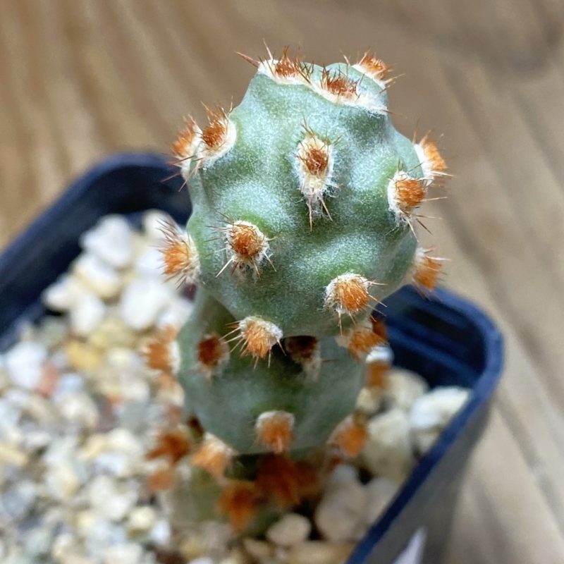 SH14122 Tephrocactus molinensis