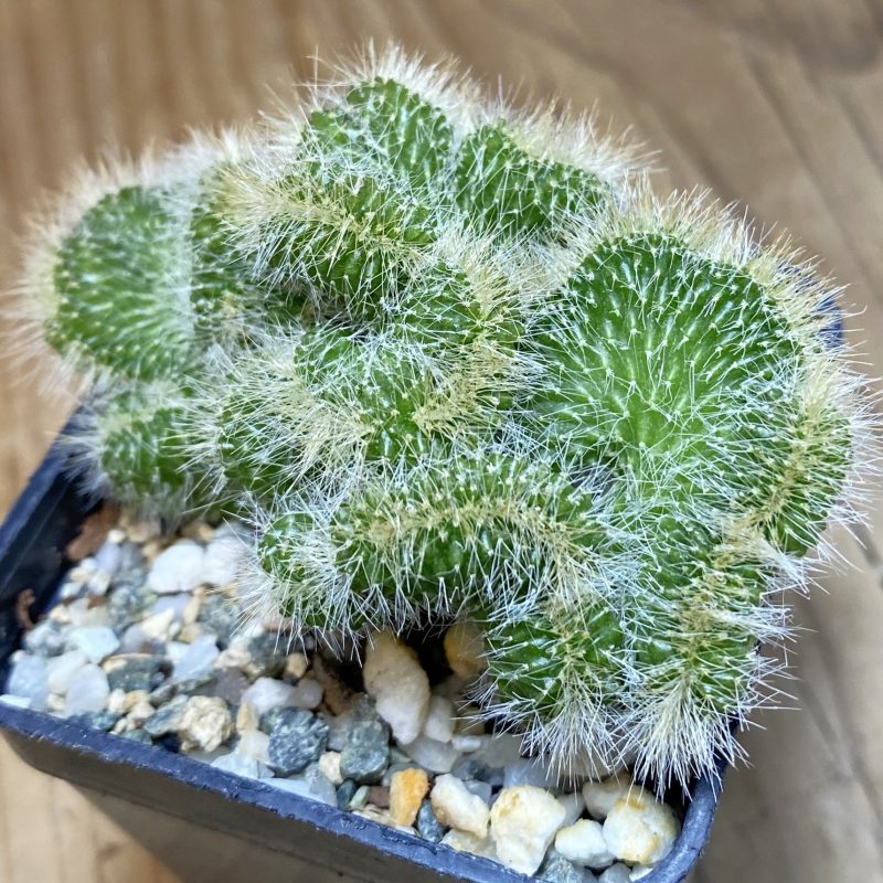 SH14664 Neobuxbaumia polylopha f. cristata