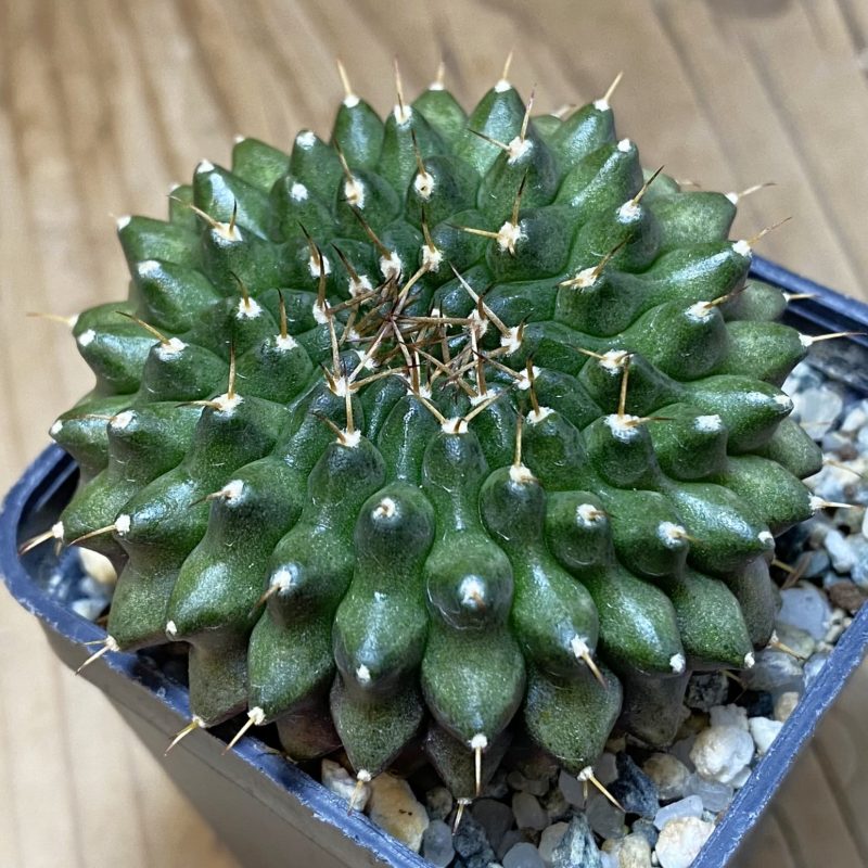 SH10338 Gymnocalycium mihanovichii ‘inermis’