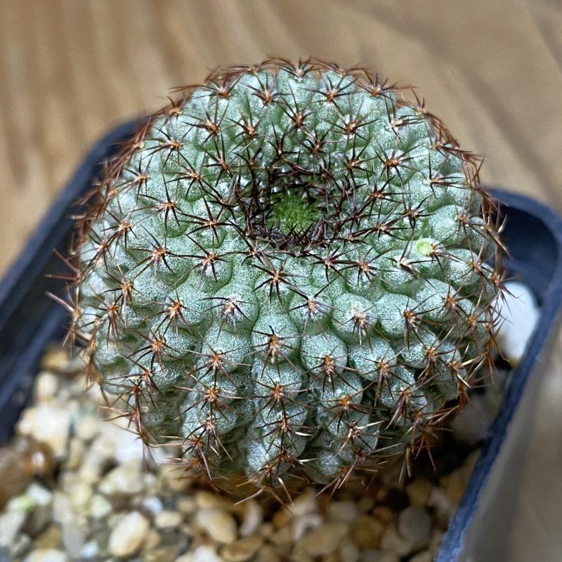 SH7498 Frailea chiquitana