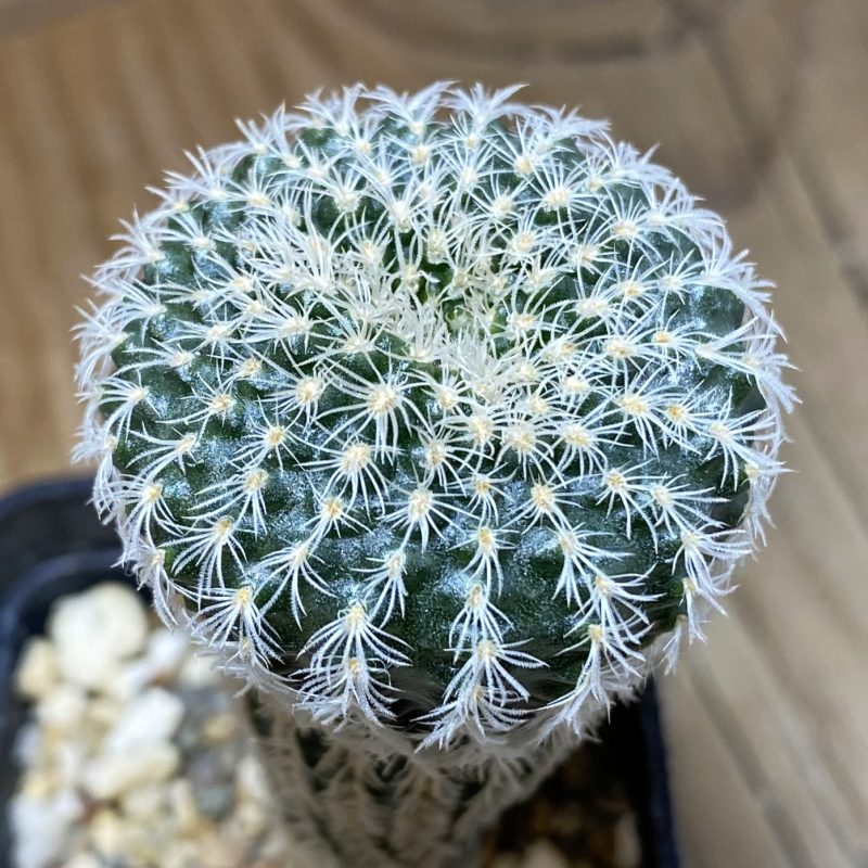 SH682 Frailea densispina