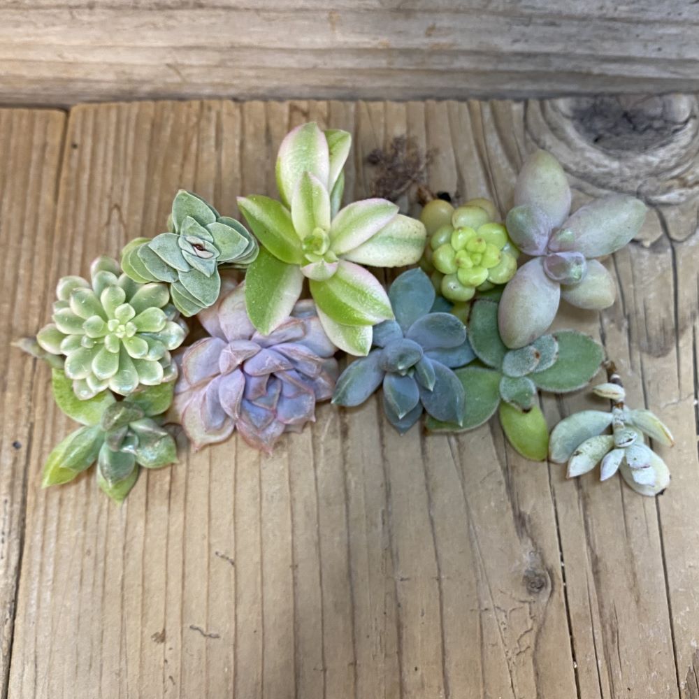 SH27169 Succulents mix, cuted - Image 2