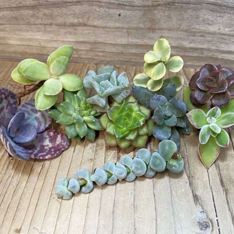 SH27170 Succulents mix, cuted