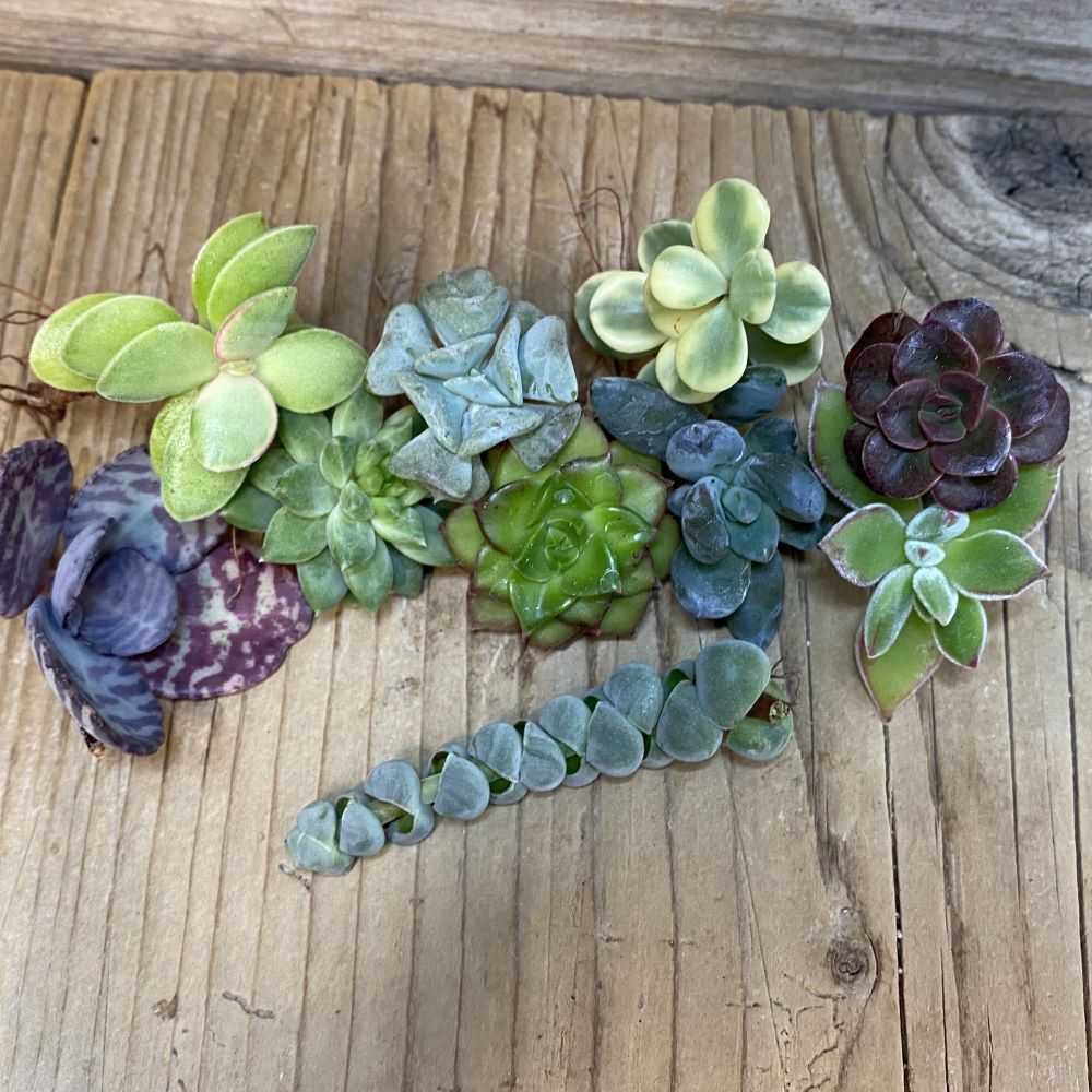 SH27170 Succulents mix, cuted - Image 2
