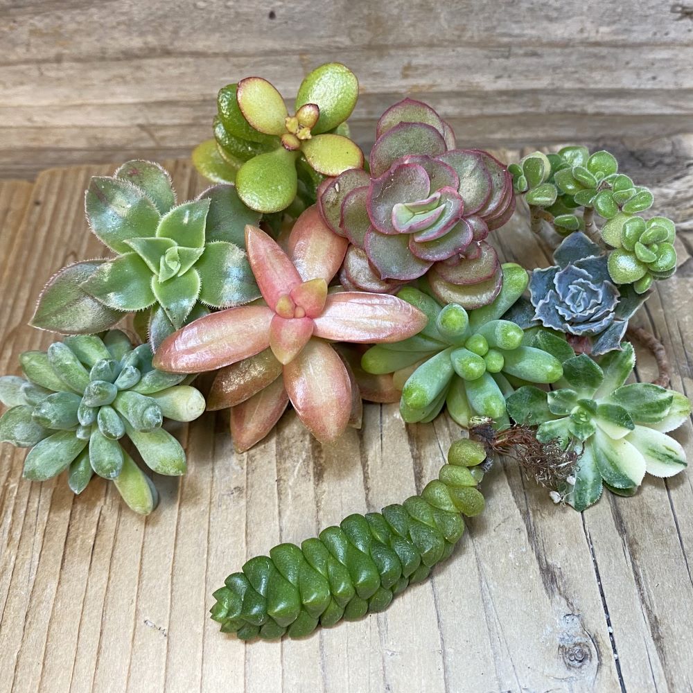 SH27171 Succulents mix, cuted