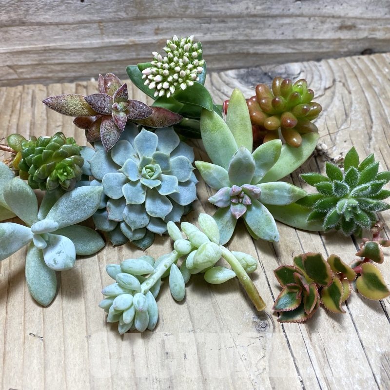 SH25732 Succulents mix, cuted