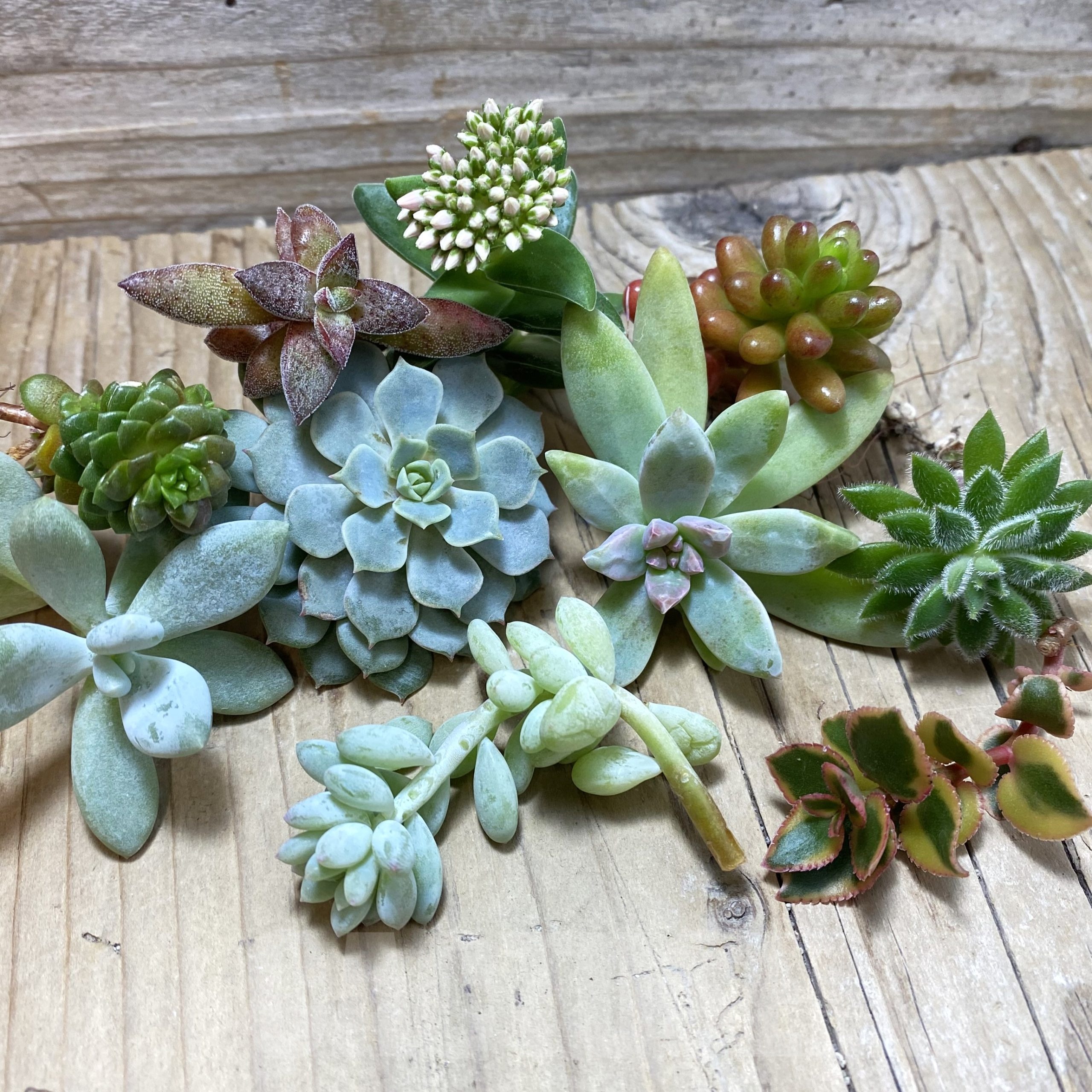 SH25732 Succulents mix, cuted