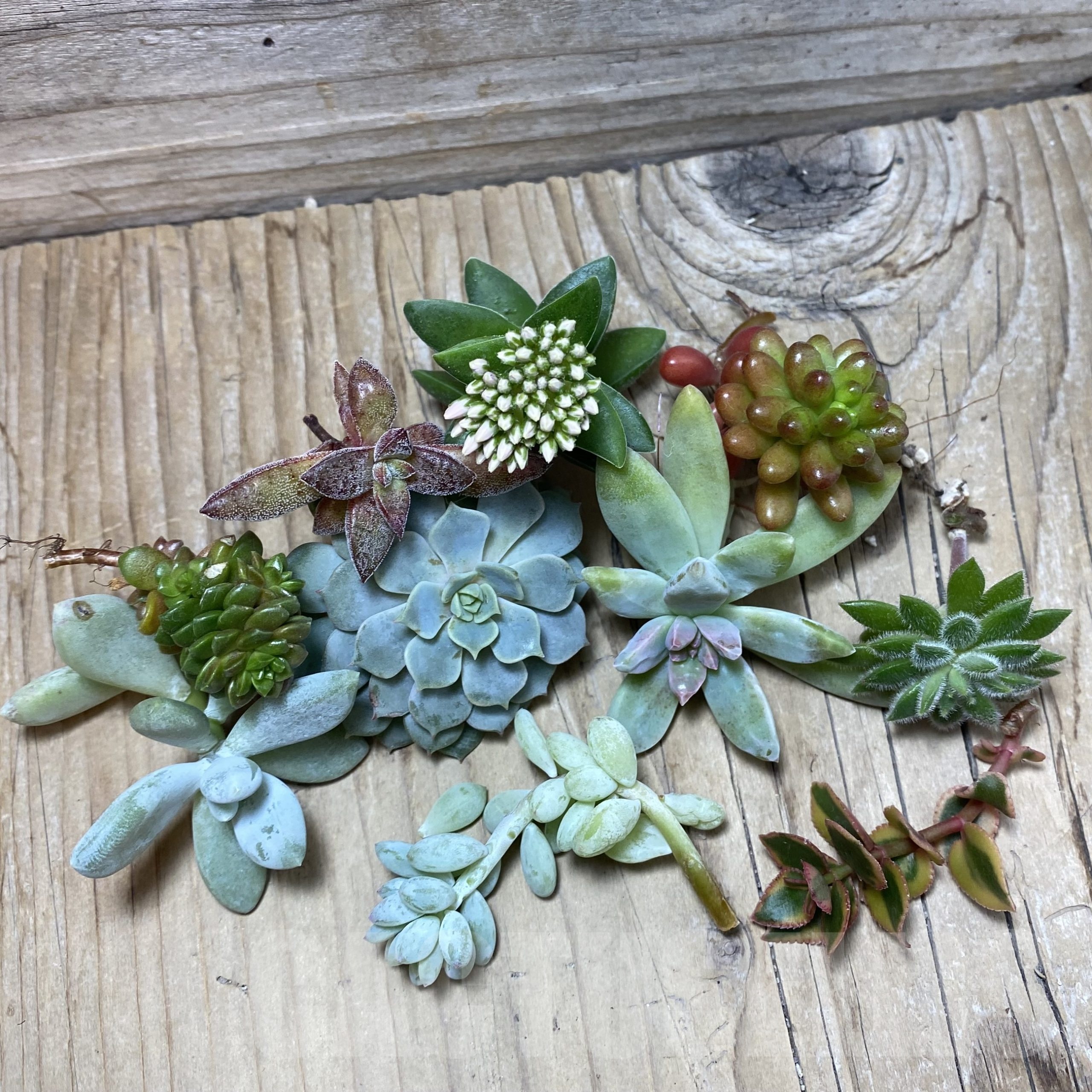 SH25732 Succulents mix, cuted - Image 2