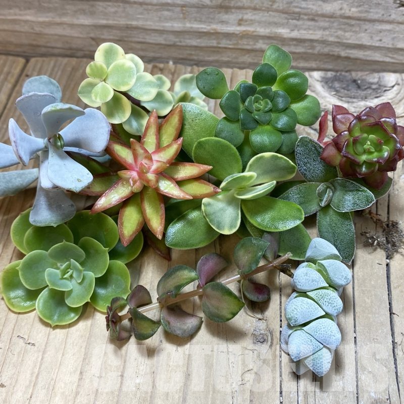 SH25733 Succulents mix, cuted