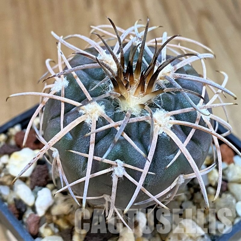 YAR26083 Gymnocalycium spegazzinii v. major x unguispinum, grafted