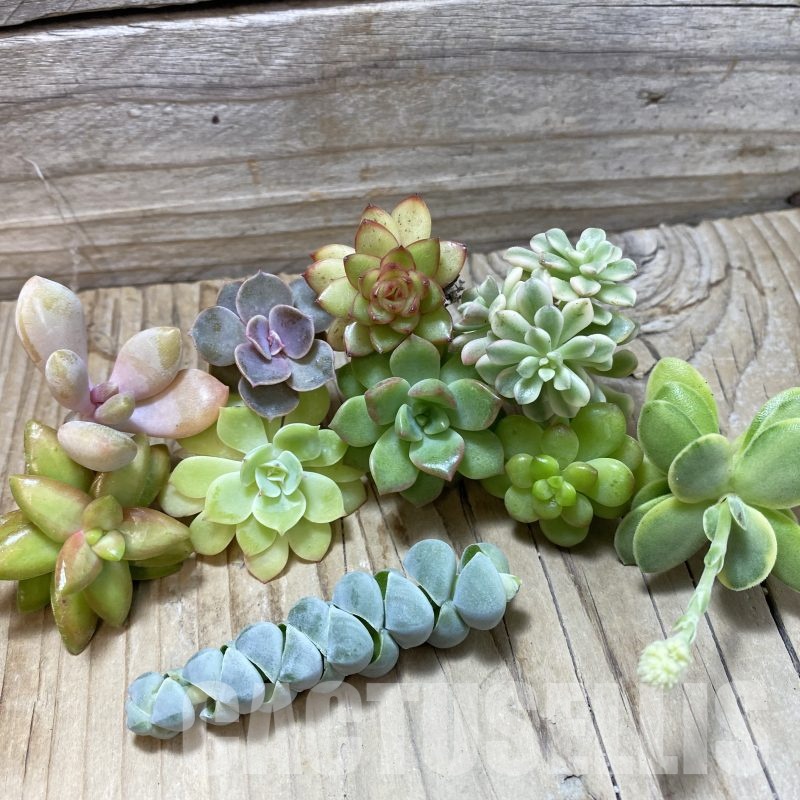 SH25857 Succulents mix, cuted