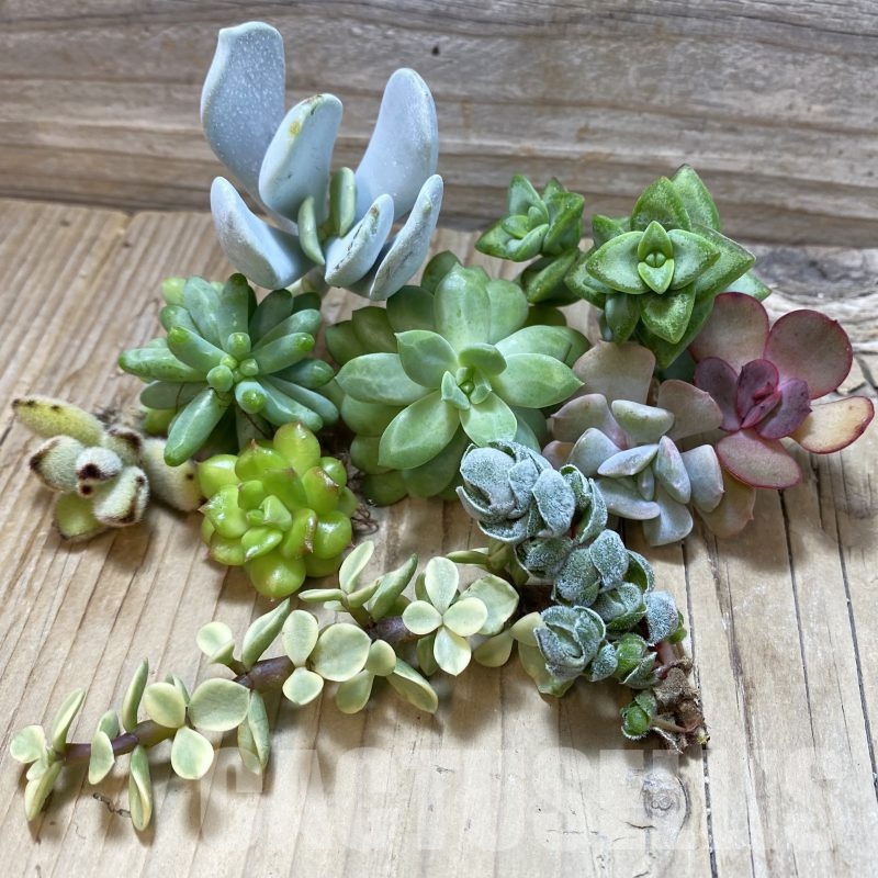 SH25858 Succulents mix, cuted
