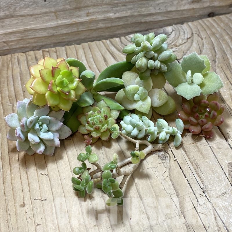 SH25859 Succulents mix, cuted
