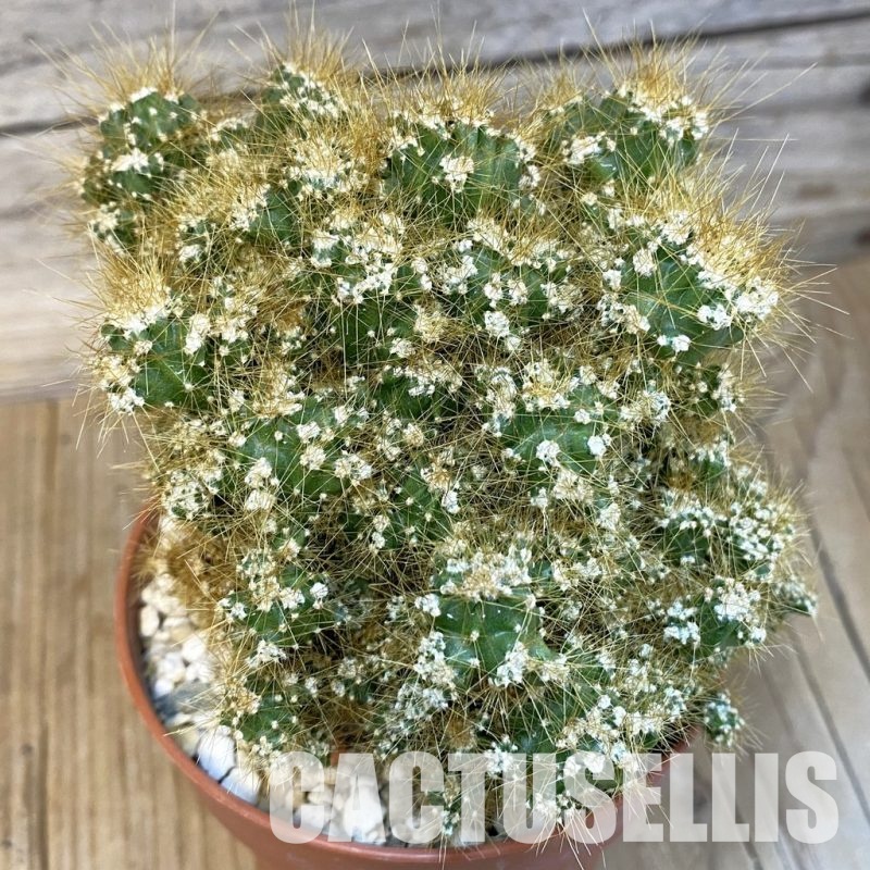 SH29236 Cereus peruvianus f. mostruosa