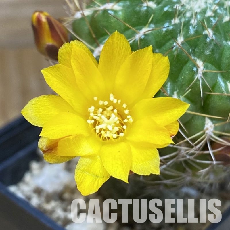 SH26357 Sulcorebutia muschii R 607