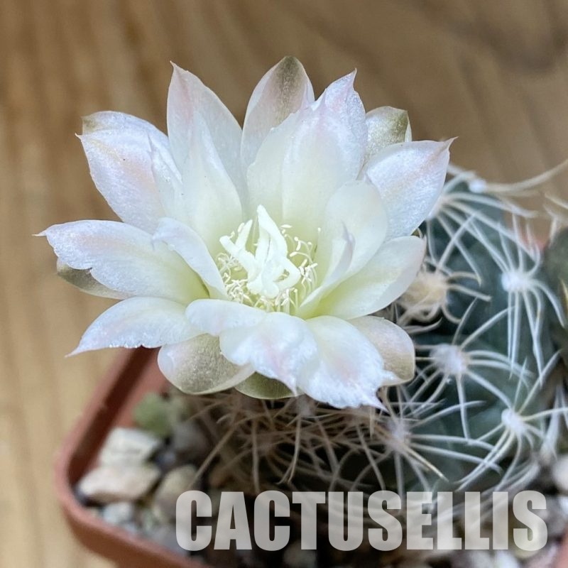 SH27355 Gymnocalycium bruchii v. albispinus